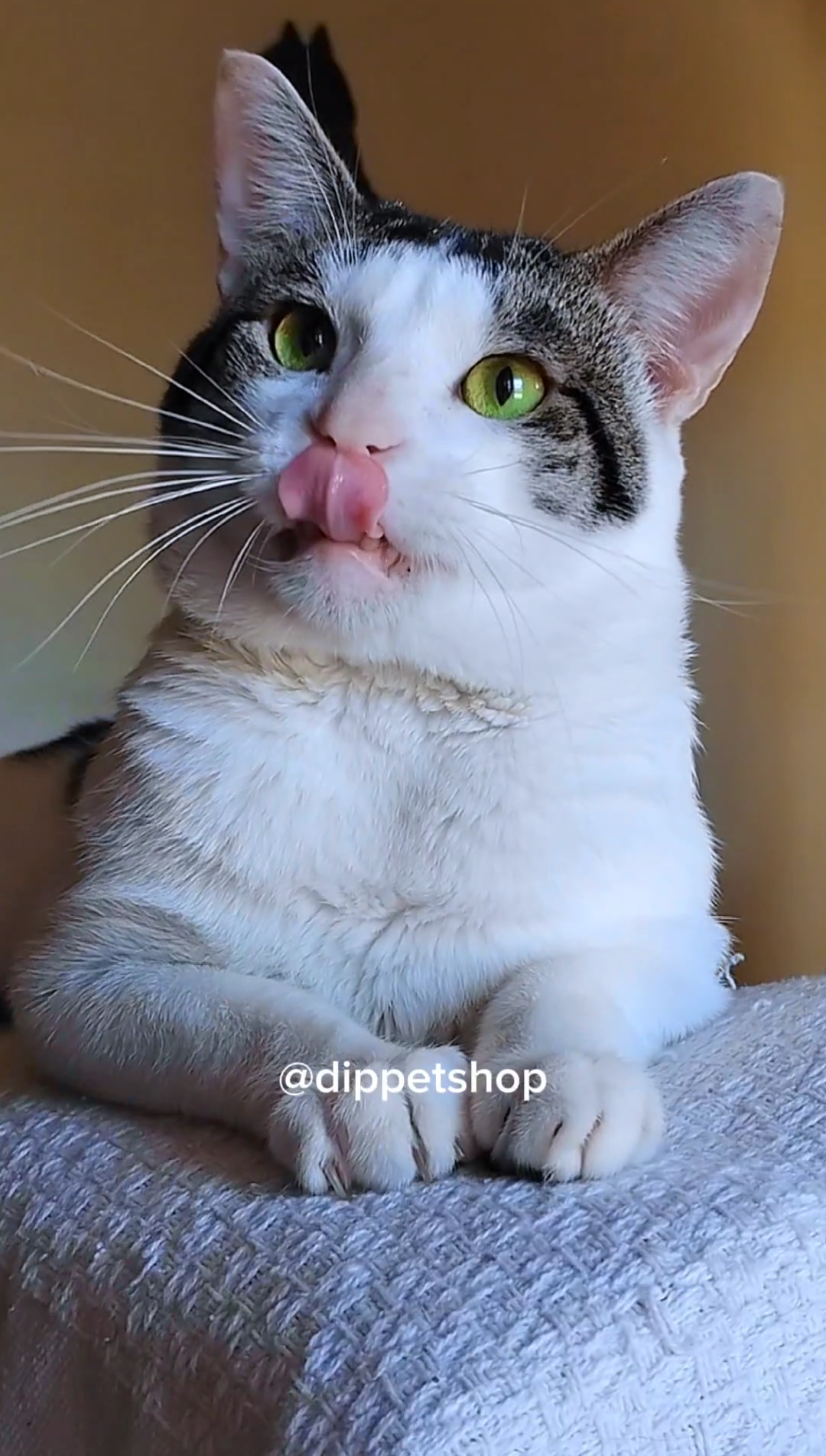 Gatinho da família Dippet