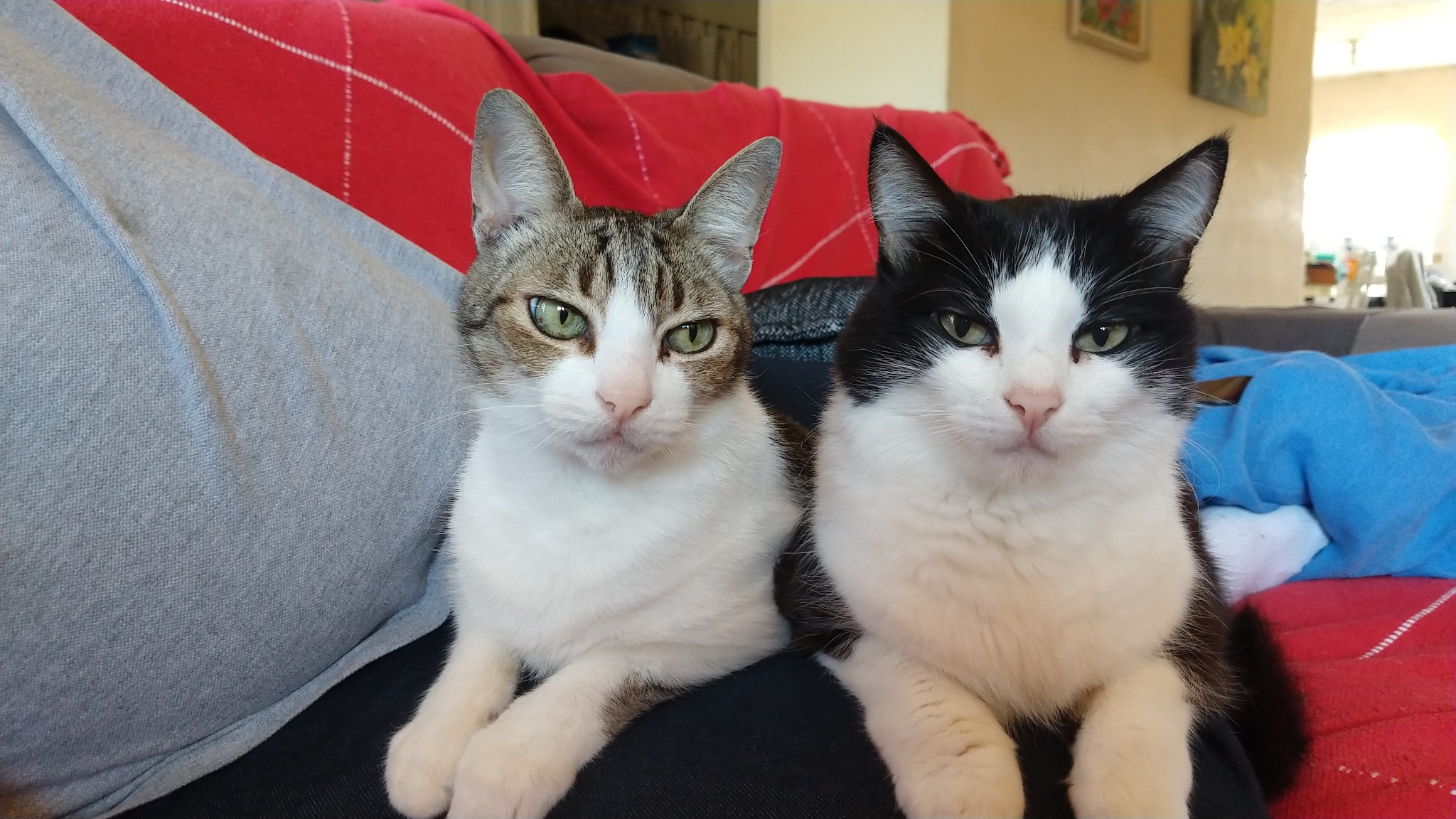 Gatos da família Dippet