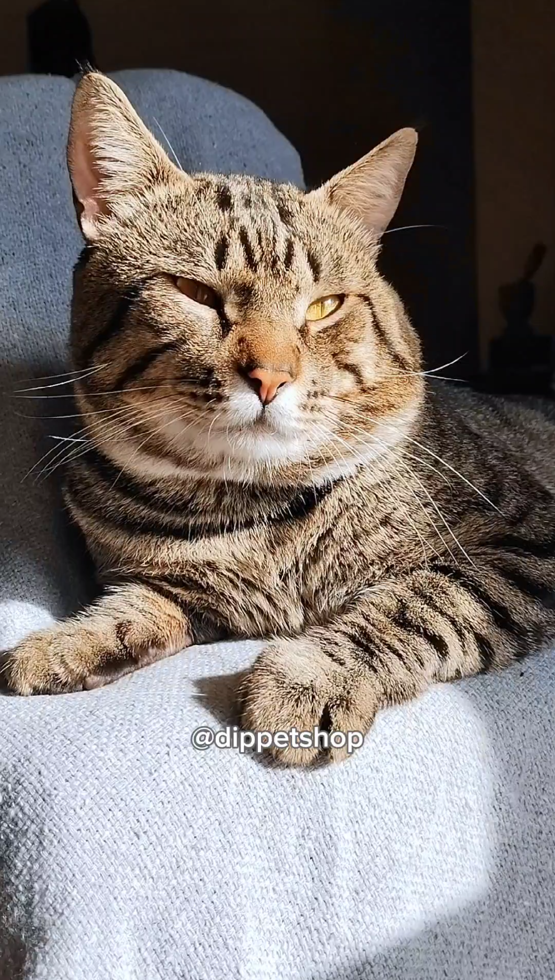 Gatinho da família Dippet