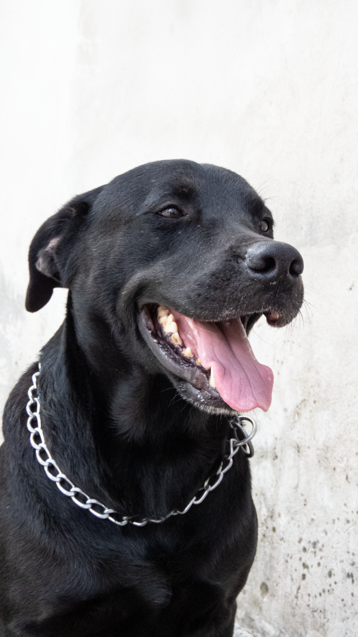 Cachorrinho da família Dippet